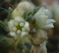 Phylica axillaris maritima