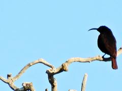 Chalcomitra senegalensis gutturalis