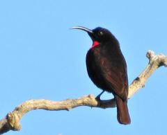 Chalcomitra senegalensis gutturalis