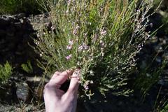 Erica melanthera