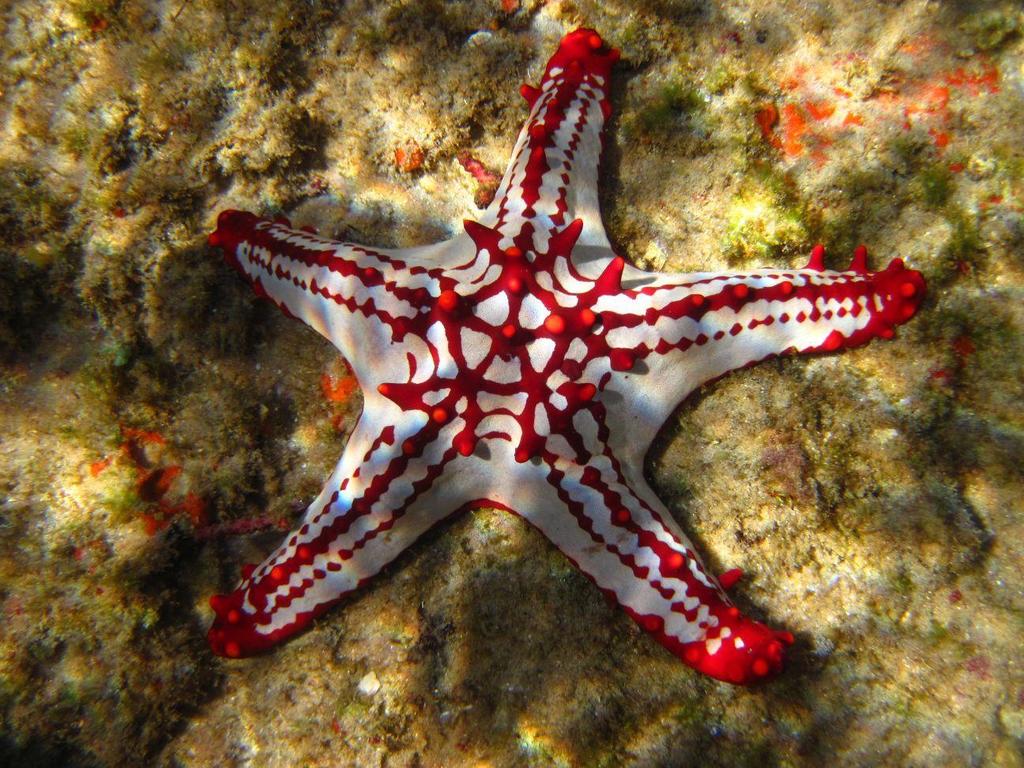 African red knob sea star
