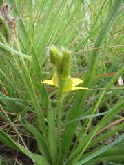 Hypoxis argentea sericea