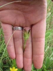 Hypoxis argentea sericea
