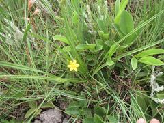 Hypoxis argentea sericea