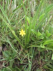 Hypoxis argentea sericea