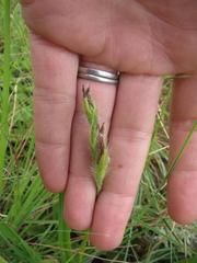 Hypoxis argentea sericea