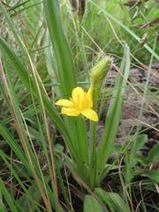 Hypoxis argentea sericea