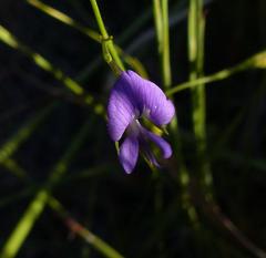 Psoralea trullata