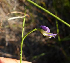 Psoralea trullata