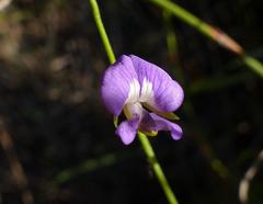 Psoralea trullata