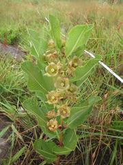 Pachycarpus dealbatus