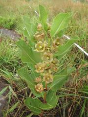 Pachycarpus dealbatus