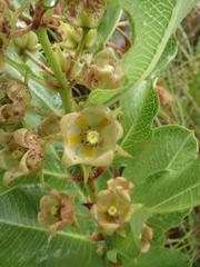 Pachycarpus dealbatus