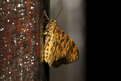 Epobeidia tigrata tigrata