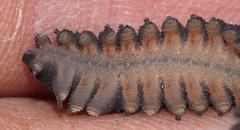 Peripatopsis capensis