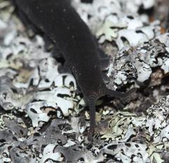 Peripatopsis capensis