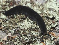 Peripatopsis capensis