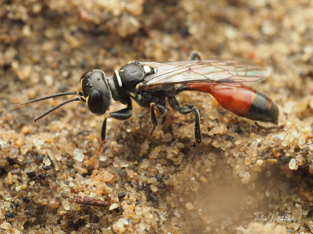 Mellinus abdominalis