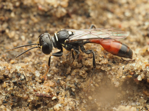 Mellinus abdominalis