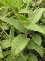 Acalypha punctata punctata