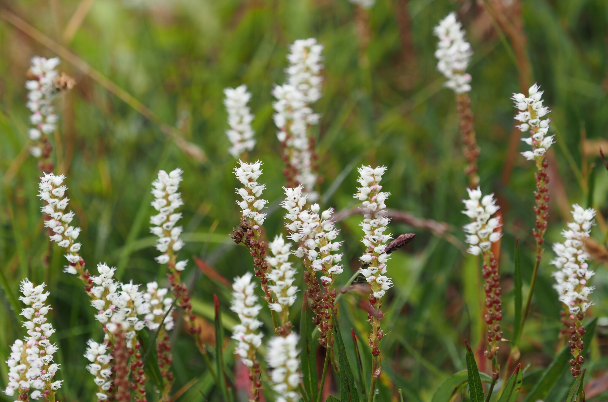 Bistorta vivipara
