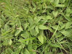 Acalypha punctata punctata