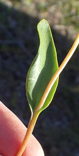 Image of Ophioglossum polyphyllum by (c) Nicola van Berkel, some rights reserved (CC BY-SA)