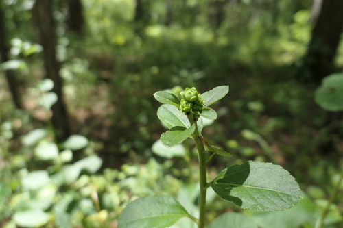Image of Helianthus silphioides by (c) Jeff Wilson, some rights reserved (CC BY)