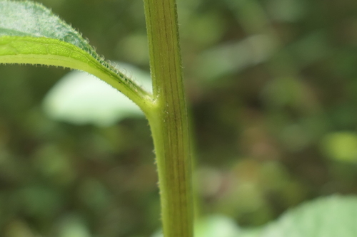 Image of Helianthus silphioides by (c) Jeff Wilson, some rights reserved (CC BY)