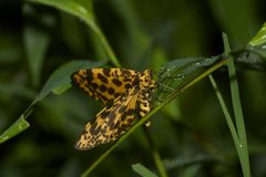 Epobeidia tigrata tigrata