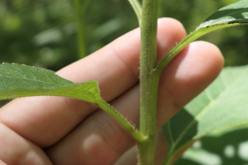 Image of Helianthus silphioides by (c) Jeff Wilson, some rights reserved (CC BY)