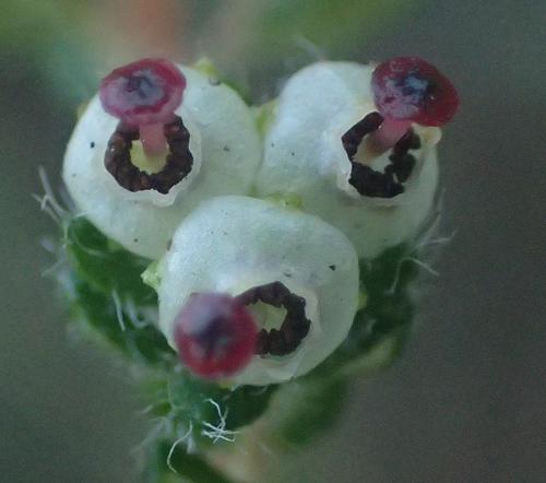Image of Erica cordata by (c) Nicola van Berkel, some rights reserved (CC BY-SA)