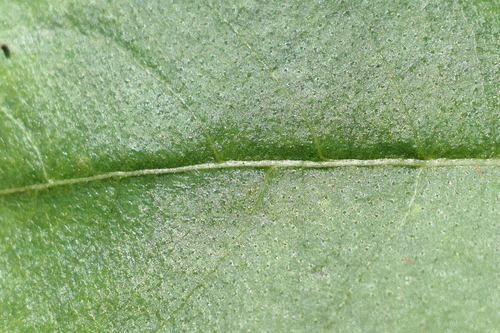 Image of Helianthus silphioides by (c) Jeff Wilson, some rights reserved (CC BY)