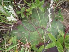 Ledebouria ovatifolia ovatifolia