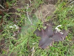 Ledebouria ovatifolia ovatifolia