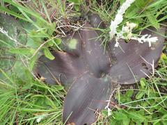 Ledebouria ovatifolia ovatifolia