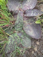 Ledebouria ovatifolia ovatifolia