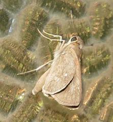 Torbenlarsenia gemella