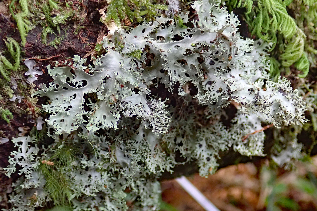 Pseudocyphellaria multifida