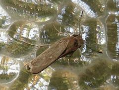 Torbenlarsenia gemella