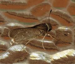 Torbenlarsenia gemella