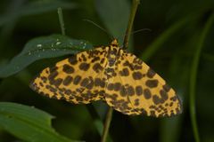 Epobeidia tigrata tigrata