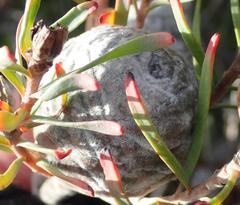 Leucadendron galpinii