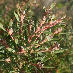 Leucadendron galpinii