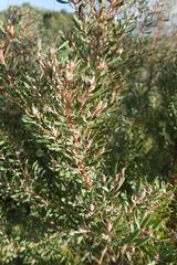 Leucadendron galpinii