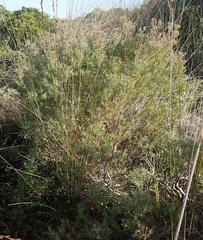 Leucadendron galpinii