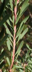 Leucadendron galpinii