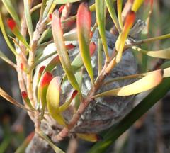 Leucadendron galpinii