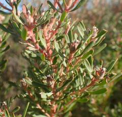 Leucadendron galpinii