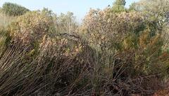 Leucadendron galpinii